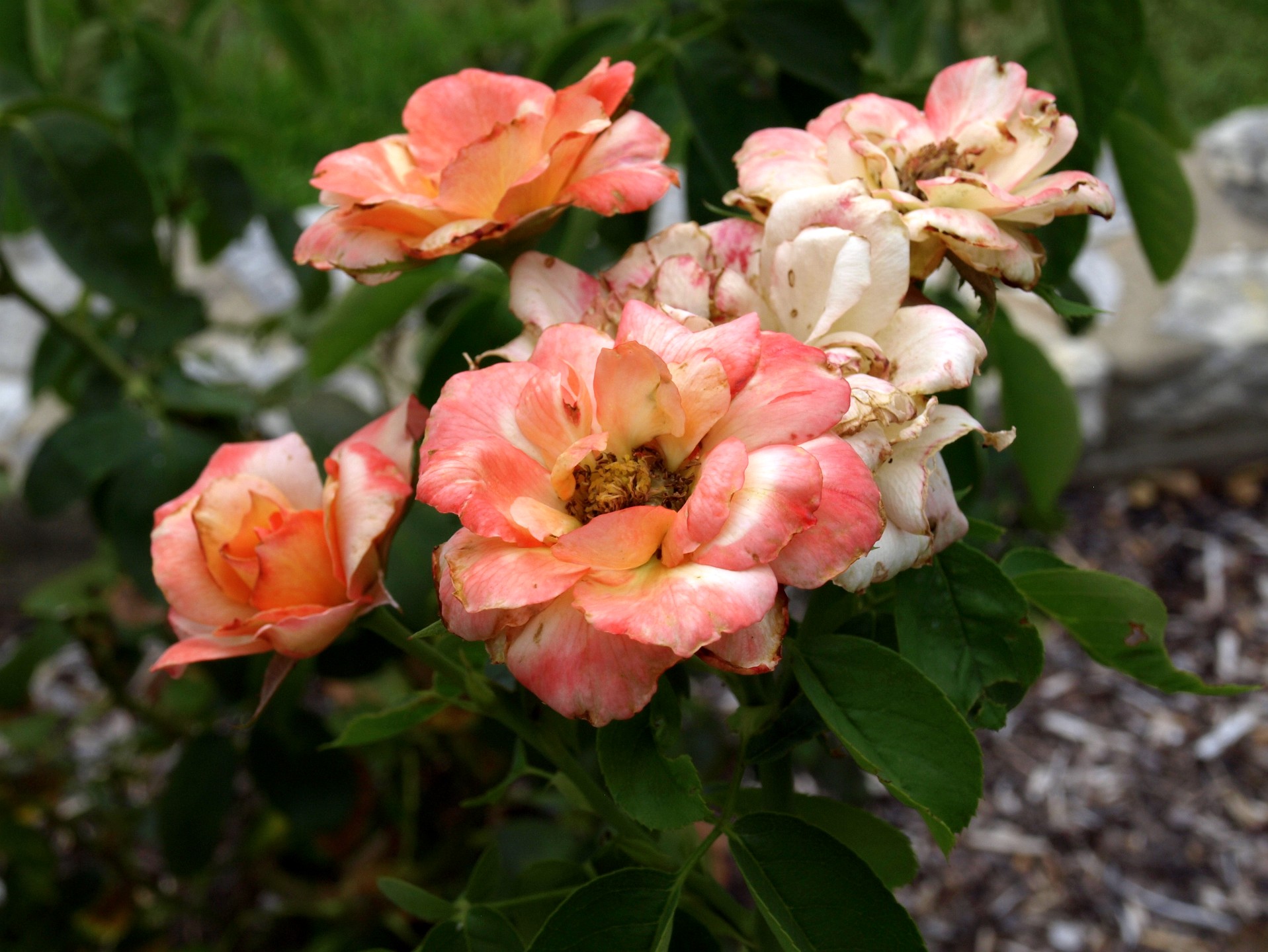 Peaches and Cream Colored Blooms